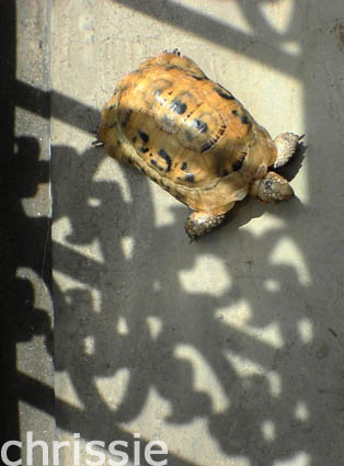 DSC02343*.jpg